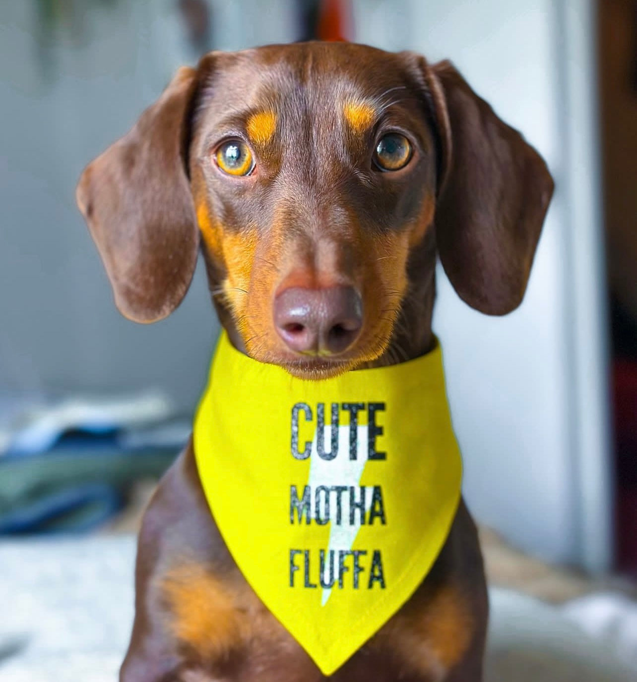 Cute Motha Fluffa Yellow Personalised Reversible Dog Bandana Snap on Style