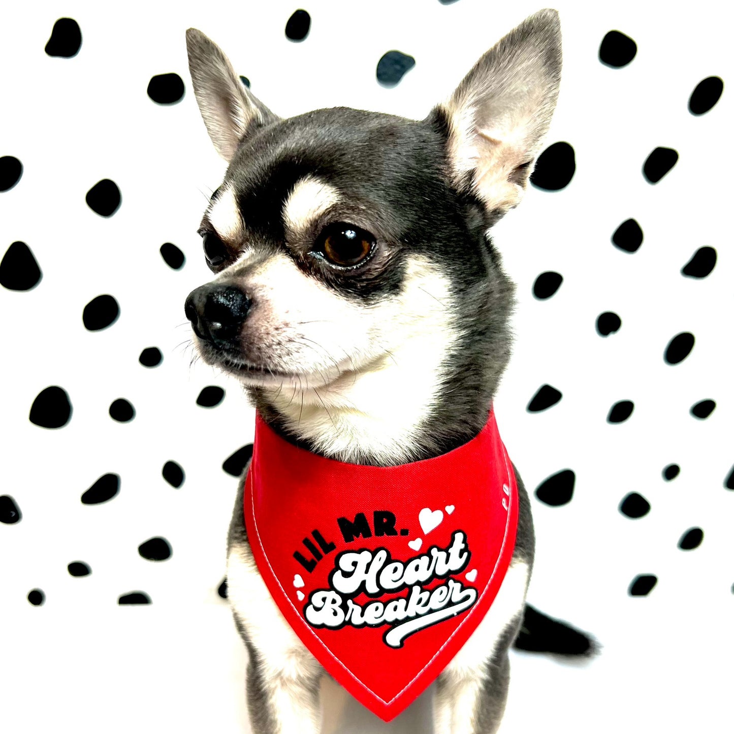 Lil Mr Heartbreaker Retro Style Dog Bandana