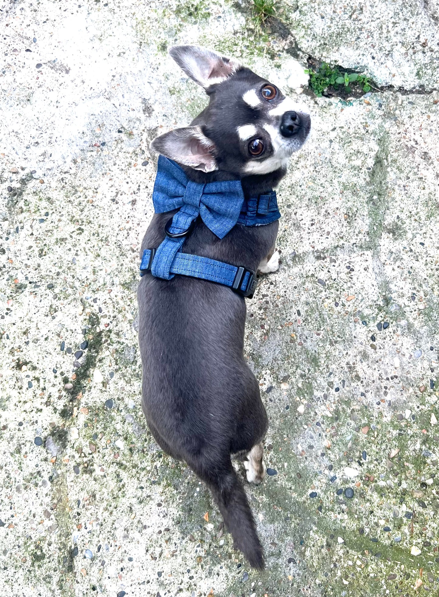 Small Denim Dog Bow Tie for Harness