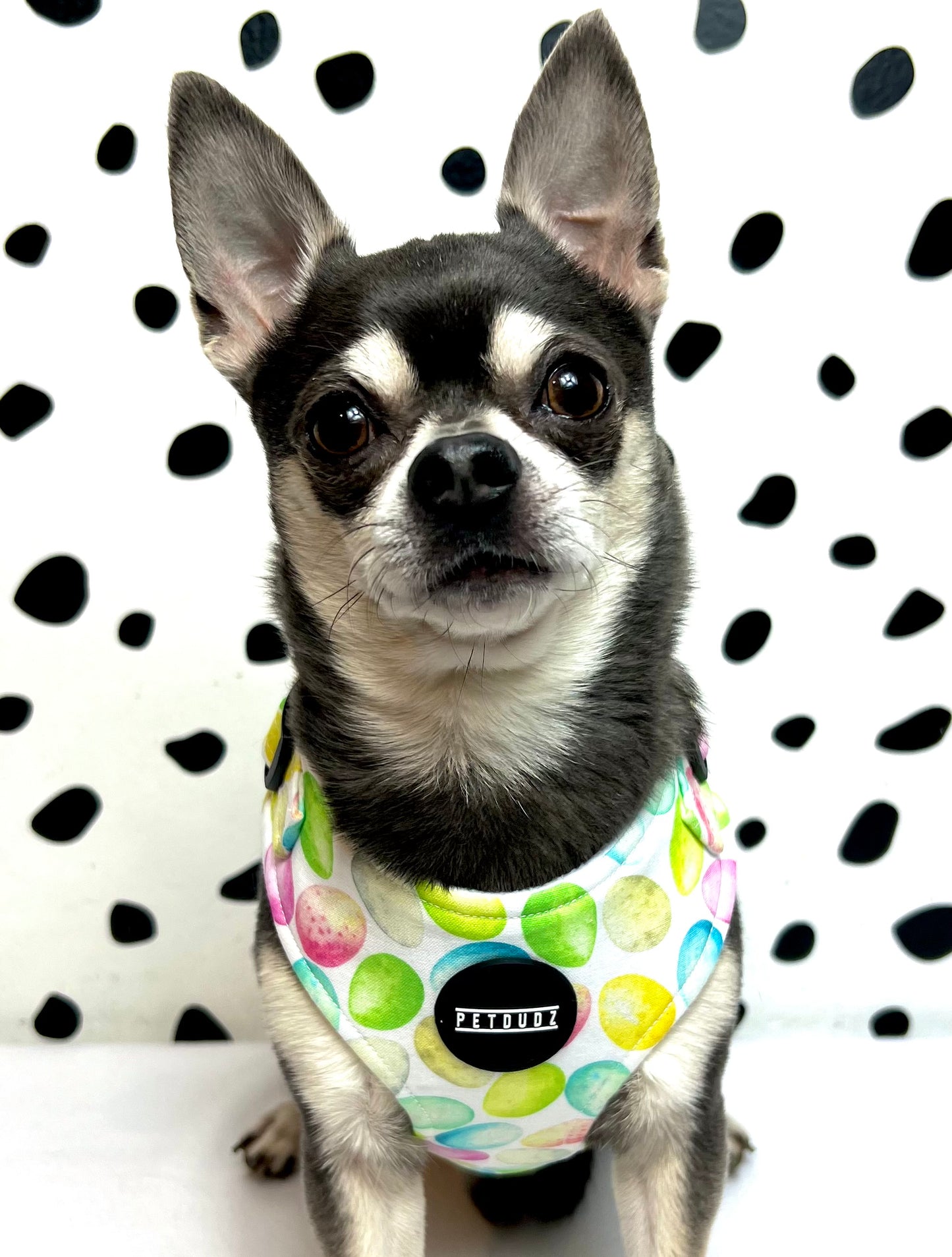 Speckled Egg Adjustable Dog Harness