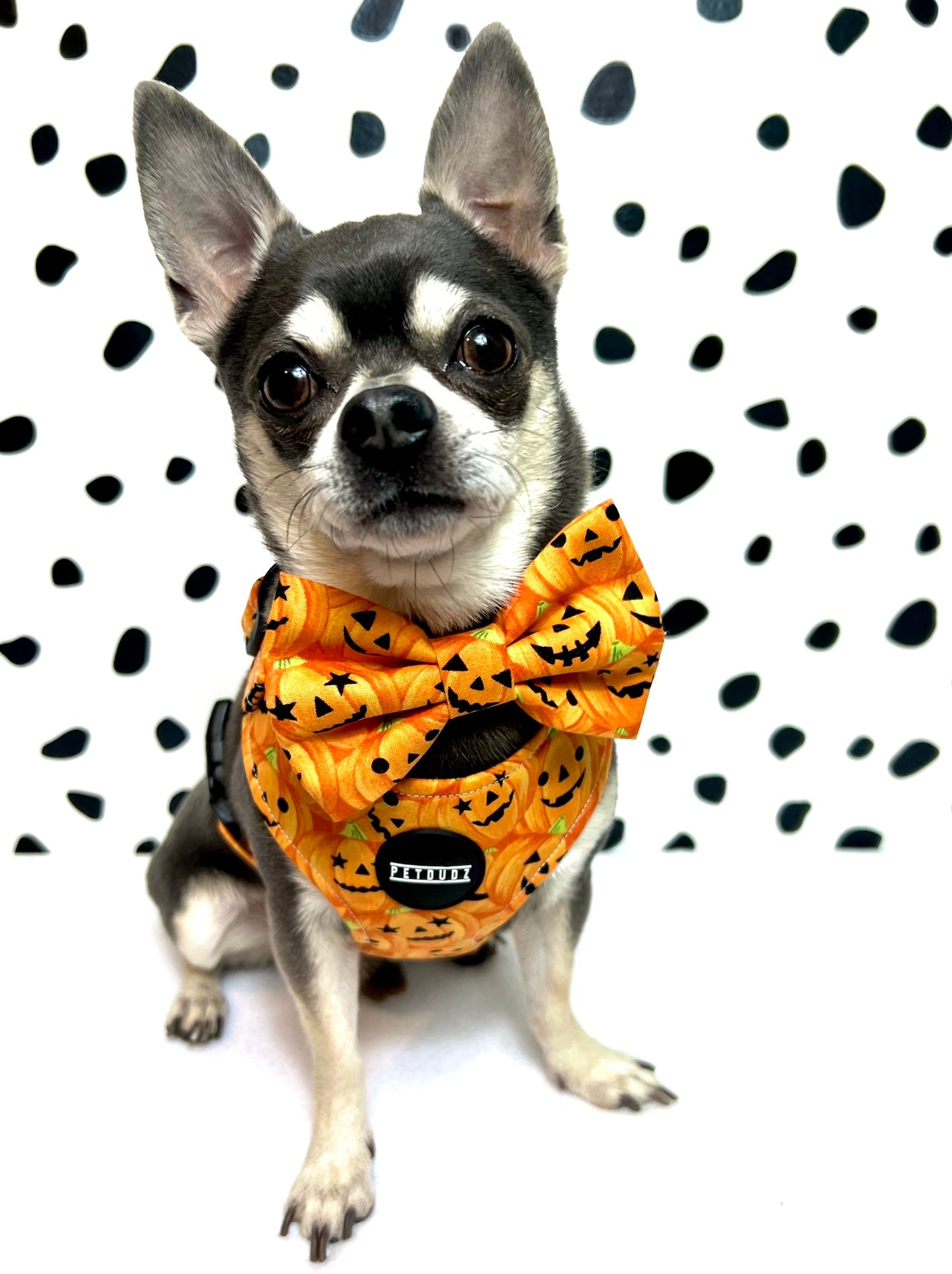 Pumpkin Halloween Dog Bow or Cat Bow