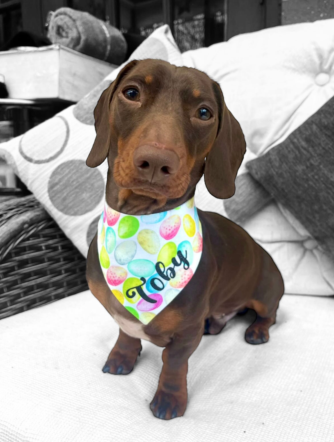 Speckled Egg Personalised Dog or Cat Bandana Snap on or Over Collar