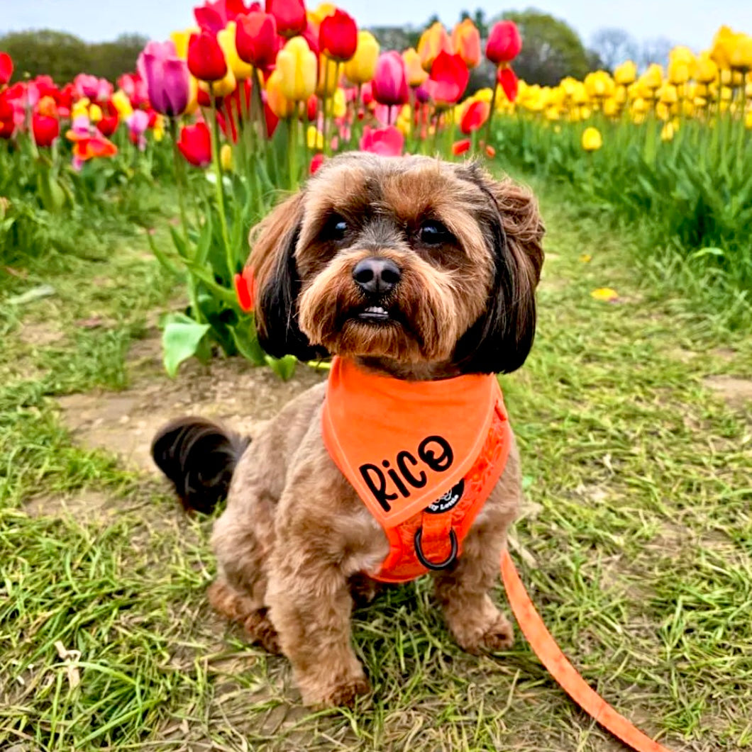 Insta Famous Orange Personalised Reversible Dog Bandana Snap on Style